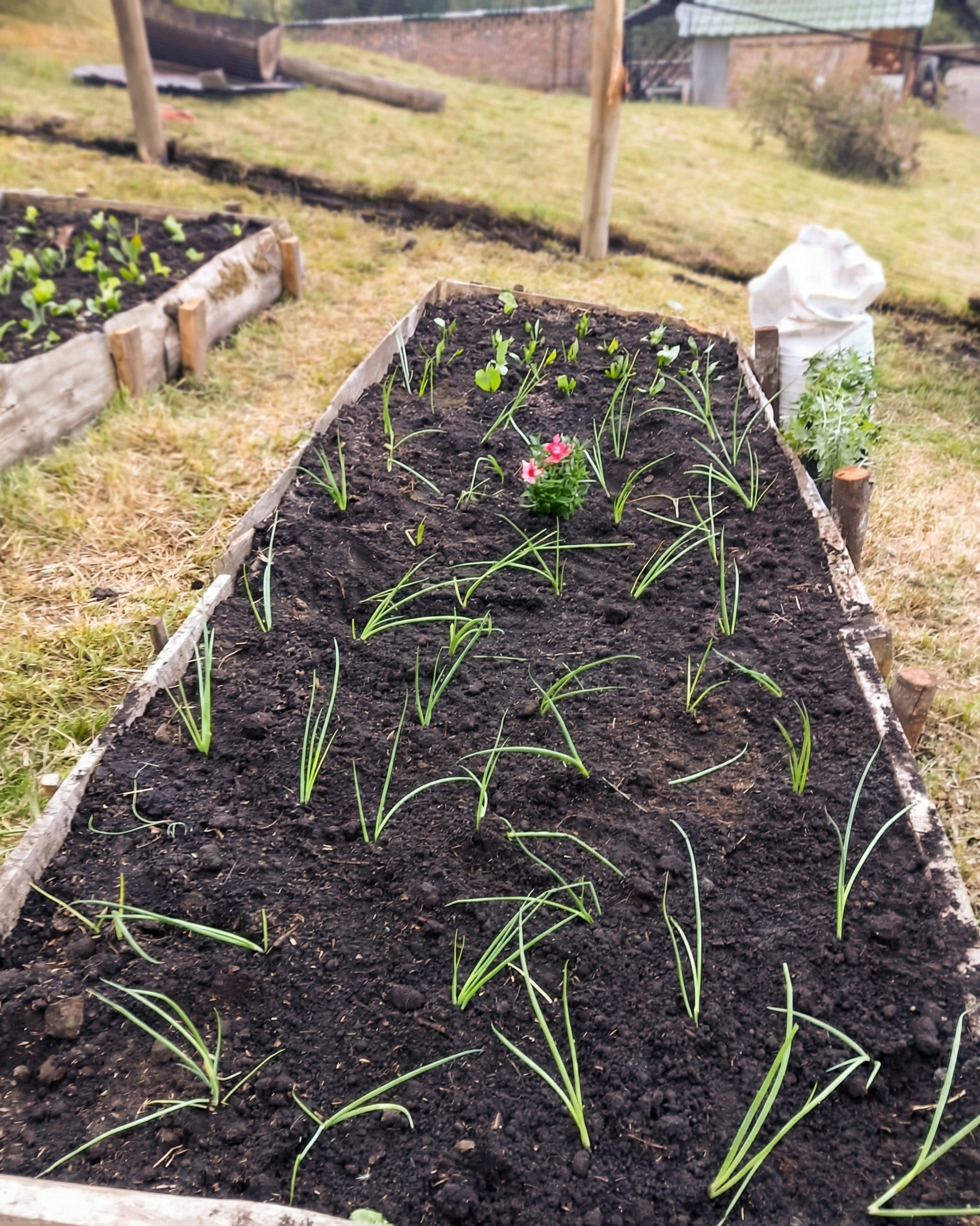 Huerta Viva y Agroecología
